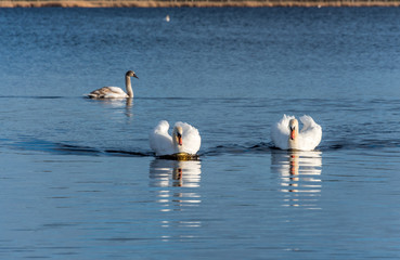 Swans Swimming on a Calm Lake in Latvia