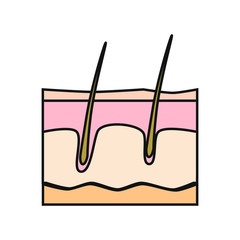 vector skin part icon of human skin layers