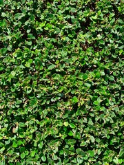 Green leaves as a texture or a background