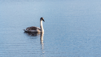 Young Swan Swimming on a Calm Lake in Latvia