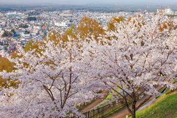 春の新倉山浅間公園、山梨県富士吉田市にて