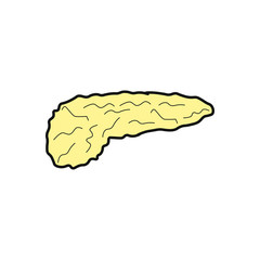 pancreas shaped anatomical vector icon