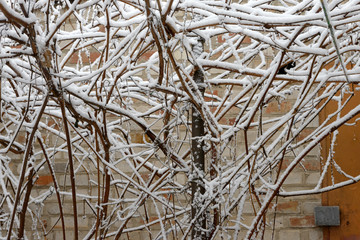 Many snow-covered twigs of grapevine on brick wall background.