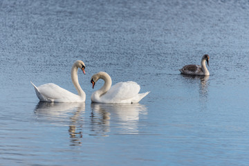 Swans Swimming on a Calm Lake in Latvia