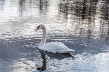 Swan Swimming on a Calm Lake in Latvia