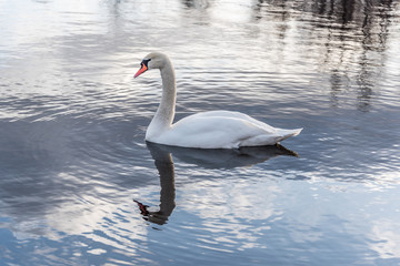 Swan Swimming on a Calm Lake in Latvia