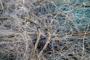 dead bird trapped in fishing net