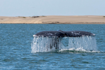 grey whale tail going down in bahia magdalena sand dunes background © Andrea Izzotti