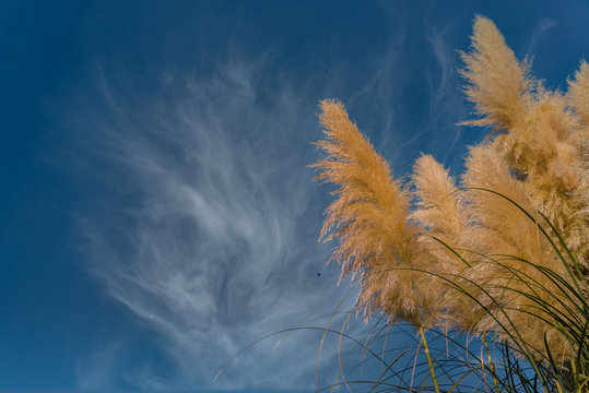 Beige Weeds on a Windy day with Blue Sky