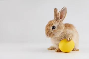Fotobehang Easter bunny rabbit with egg on gray background © kobeza