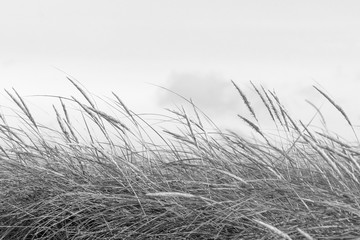 dune grass and sky - black and white