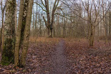 Forest Path in Northern Europe in Winter