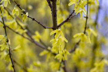 Forsythia intermedia yellow flowering plant, ornamental flowers in bloom, beautiful springtime shrub full of flowers
