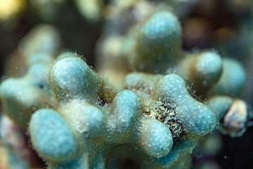 Underwater Marine Life: Fish, Clams, Corals, Divers