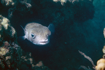 Underwater Marine Life: Fish, Clams, Corals, Divers