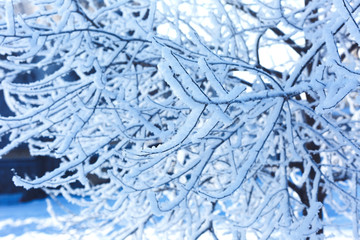 Winter landscape of the city Park on a frosty day. Snow tree branches close-up.