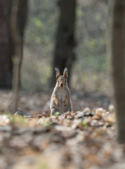squirrel