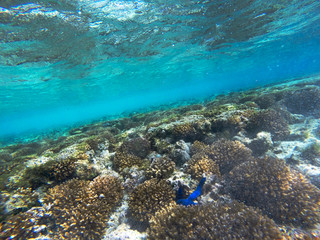 Naklejka na ściany i meble Coral reef and blue starfish - underwater diving, snorkeling in Great Barrier Reef, Australia. Clear water, depth - real photo - stock image