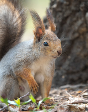 squirrel portrait © Ilya
