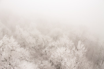 Snowy trees in a winter forest.