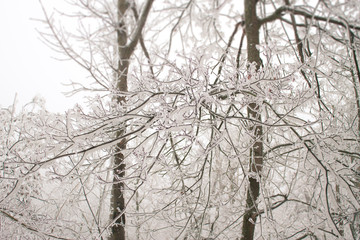 Obraz premium Snowy trees in a winter forest.