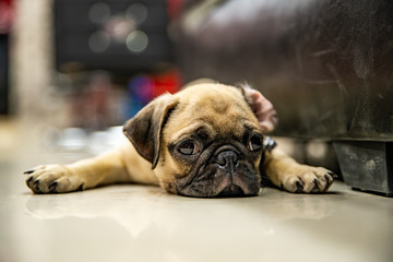 Pug lay on Floor and looking or wait someone