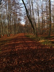 Fototapeta premium autumn in the forest
