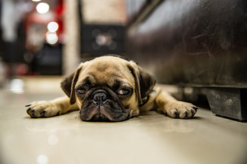 Pug lay on Floor and looking or wait someone
