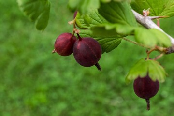 Gooseberry /Ribes uva-crispa/  branch with dark red berries on a blurred foliage background. Healthy, vitamin-rich, dietary berries.