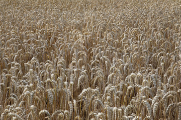 Common wheat, Triticum aestivum