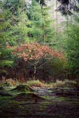 ladock woods cornwall england uk beautiful woodland 