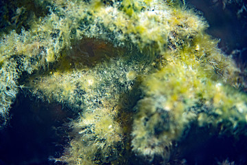 Underwater Marine Life: Fish, Clams, Corals, Divers