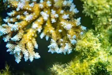 Underwater Marine Life: Fish, Clams, Corals, Divers