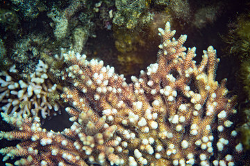 Underwater Marine Life: Fish, Clams, Corals, Divers