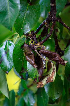 Green leaf of a pear close-up with damage by ulcers of diseases and fungi of brown spotting of scab monniliosis. Gardening problems. Fungal and viral diseases of plants.
