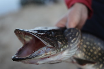 Fishing. Fisherman and trophy . Open-mouthed large pike in the angler's hands.