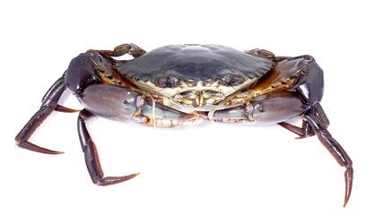 Giant Mud Crabs (Scylla serrata) also known as Black Crab, Mangrove Crab