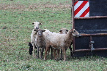 Schafe im Winter auf der Weide