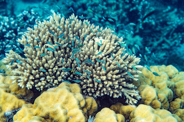 Underwater Marine Life: Fish, Clams, Corals, Divers