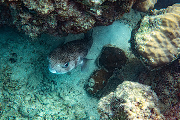 Naklejka na ściany i meble Underwater Marine Life: Fish, Clams, Corals, Divers