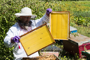 A man works in an apiary collecting bee honey 