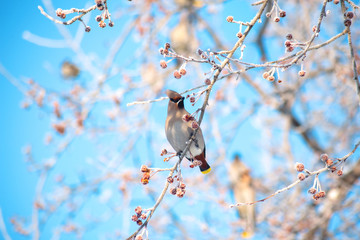 a wild Whistler bird sits on a snow covered Apple branch against a blue sky