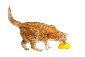 Red cat eats his food from a yellow bowl. Isolated on white.