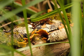 Orange Forest Legume