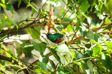 Greater Double-Collared Sunbird