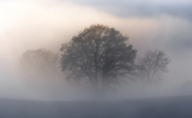 Bäume im Nebel