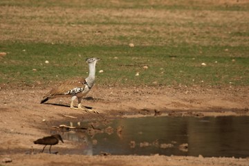 The kori bustard (Ardeotis kori) drinking water from the lake in Kalahari desert.