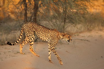 Cheetah (Acinonyx jubatus) in Kalahari desert going on sand with grass and green tree background.