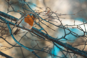  Little colorful bird in its habitat on a winter morning