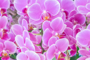 Naklejka na ściany i meble Branch of blooming pink orchid close up